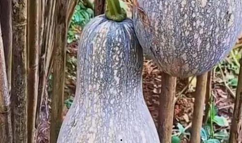 吃中药可以吃毛瓜